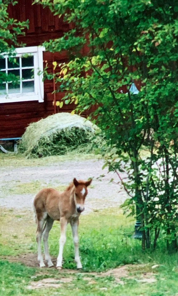 Lúfa från Bakgården